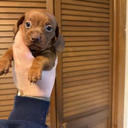 Nova - Red female Dachshund puppy in Athens, Texas from County Road Puppies