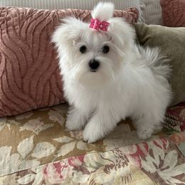Maltese and Shih Tzu Puppies from Carisma Maltese