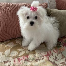 Maltese and Shih Tzu Puppies from Carisma Maltese