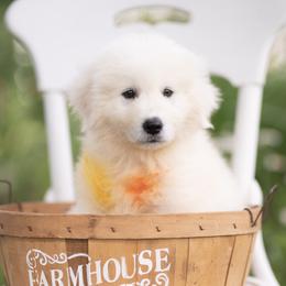 Matteo - White male Maremma Sheepdog puppy in Conway, Missouri from 2J 2K Border Collies | Maremma Sheepdogs