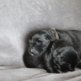 Labrador Retriever Puppies from TLC Retrievers