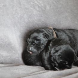Labrador Retriever Puppies from TLC Retrievers