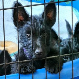 Scottish Terrier Puppies from Nicole's Scottish Terriers