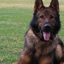 Belgian Malinois and German Shepherds from Morales Kennels