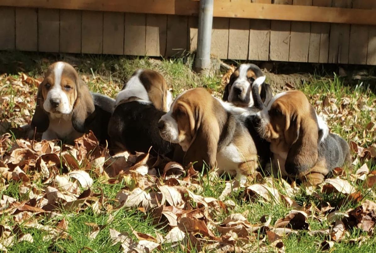 New England Bassets 100% European in Massachusetts | Basset Hound ...