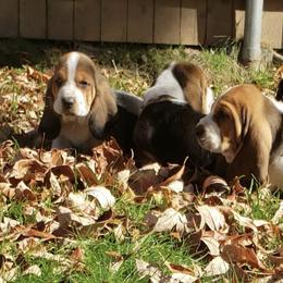 Basset Hounds from New England Bassets 100% European
