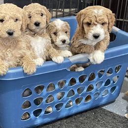 Goldendoodle Puppies from KandE Doodles