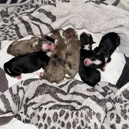 Girl 6 - Red merle Miniature Australian Shepherd puppy in Shingletown, California from Whiskeytown Aussies