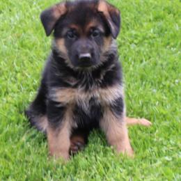 Female - Black and red female German Shepherd puppy in Claysville, Pennsylvania from Von Kunstlerisch