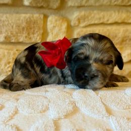 Kenzie (F2bb red girl) - Blue merle female Aussiedoodle puppy in Midlothian, Texas from Gray Doodles