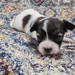 Scarlett - Red white and sable female Papillon puppy in Hollister, Missouri from Swan Creek Kennel
