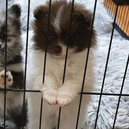 Jack - Chocolate parti male Pomeranian puppy in Meherrin, Virginia from Traveling Poms