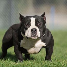 Po - Black male American Bully puppy in Puyallup, Washington from Gamer Bullyz