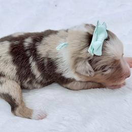 Teal collar - Red merle female Aussiedoodle puppy in 32046, Florida from River Hill Ranch