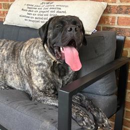 Simi - Mastiff