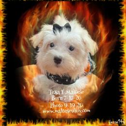 Girl 2 - female Maltese puppy in Silverhill, Alabama from Malteseuluv’s Tiny Treasurers