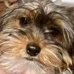 Yorkshire Terriers from Rhaye Yorkshire Terriers