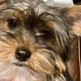 Yorkshire Terriers from Rhaye Yorkshire Terriers