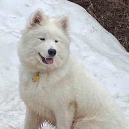 Samoyeds from Galaxy Samoyeds