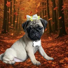 Pug Puppies from Lisa's Pugalicious Pugs