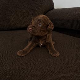 Banshee - Chocolate male Cavapoo puppy in Blanchard, Oklahoma from Curly Q Cavapoos