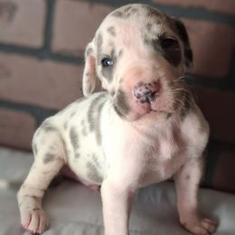 Blue Fawn Harlequin Male - Harlequin male Great Dane puppy in Cunningham, Kansas from Garden Grove Great Danes