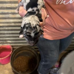 Xerxes - Blue merle male Miniature Australian Shepherd puppy in Godley, Texas from Nana and Paws Aussies
