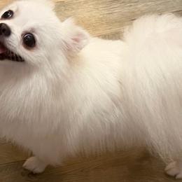 Cassie - Pomeranian