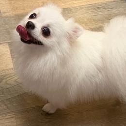 Cassie - Pomeranian