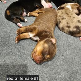 1 red tri female - Red tri-color female Miniature American Shepherd puppy in Placentia, California from Tru Cal Aussies