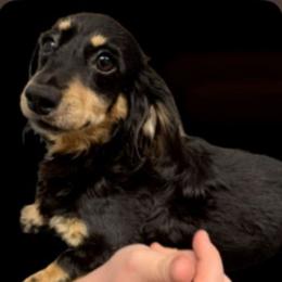 Maribou - Dachshund
