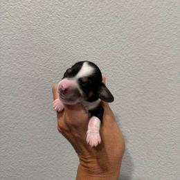 Betsy - Piebald female Dachshund puppy in Troup, Texas from Darling Doxies