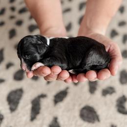Sutton. - Black and white female Sheepadoodle puppy in Wabash, Indiana from DOODCompany