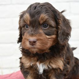 Obi-Wan Kanobi - Brown Bernedoodle puppy in Salem, Utah from Doodle Doodle Dogs