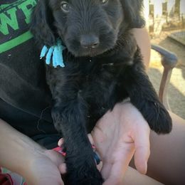 Aussiedoodle Puppies from Seattle Aussiedoodles