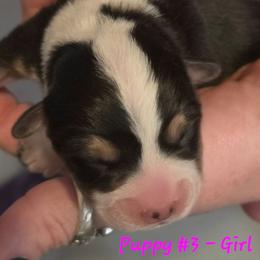 Puppy 3 - Black and tan female Pembroke Welsh Corgi puppy in Buffalo, Wyoming from Diamond K Corgis