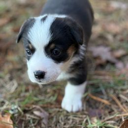 Girl 1 - 900 - Black and tan female Pembroke Welsh Corgi puppy in Star City, Arkansas from T4 Farms