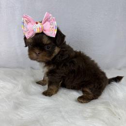Queen Isabella - Chocolate and tan female Shih Tzu puppy in Columbia, Kentucky from Lisa Bandy Luxe Shih Tzu
