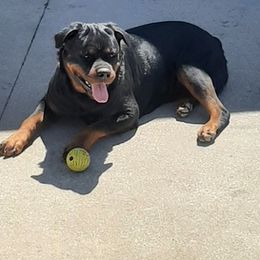 Rottweilers from Von Haus Coleman Rottweilers