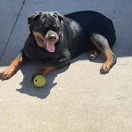 Rottweilers from Von Haus Coleman Rottweilers