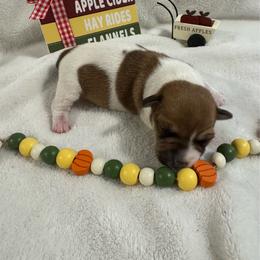 Boy with saddle on back - Brown and white male Jack Russell Terrier puppy in Greeneville, Tennessee from Wampler Jacks