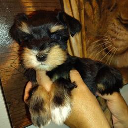 Calcifer - Black and silver male Miniature Schnauzer puppy in Florida from Central Florida Schnauzers