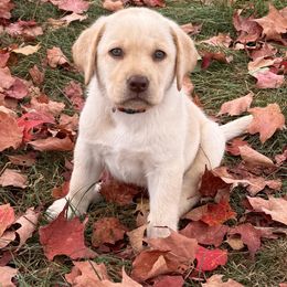 Cooper-Red - Yellow male Labrador Retriever puppy in Tekonsha, Michigan from Asher Acres Labs