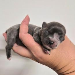 Visenya - Blue female Chihuahua puppy in Silver Summit, Utah from Snow Peak Kennel