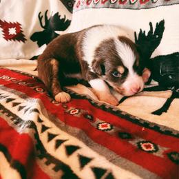 Boy 1 - Red tri-color male Australian Shepherd puppy in Clermont, Georgia from Chapman’s Australian Shepherds