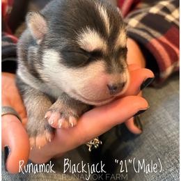 Runamok Blackjack - Wolf sable male Pomsky puppy in St. Maries, Idaho from Runamok Farm