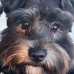 Titan - Miniature Schnauzer