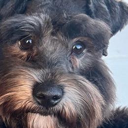 Titan - Miniature Schnauzer