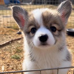 Chip - Sable male Pembroke Welsh Corgi puppy in Bakersfield, California from Kern River Corgis