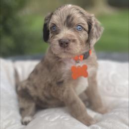Boy 4 - Red merle male Aussiedoodle puppy in Houston, Texas from Waggin’ R Tails